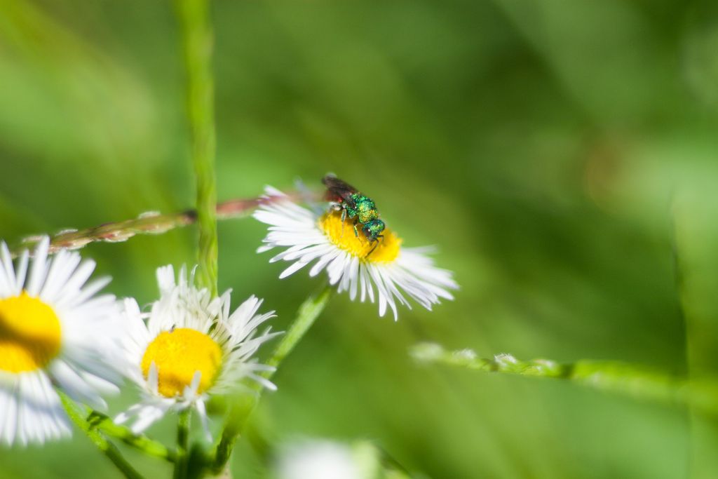 Chrysis comta? no, Hedychrum sp., forse H. rutilans